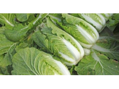 大白菜莲座期需做好哪些管理要点？