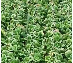 新疆昭苏：加快推进“菜篮子”工程建设 打造蔬菜种植示范基地