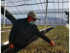 县域新貌|初冬时节 新疆若羌蔬菜大棚育苗忙