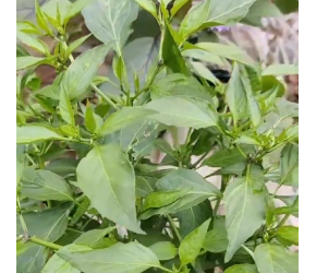 农业知识分享#农业种植#种植小技巧#神评即是标题