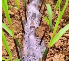 农业种植#农业种植致富项目#种植基地#百万视友赐神评