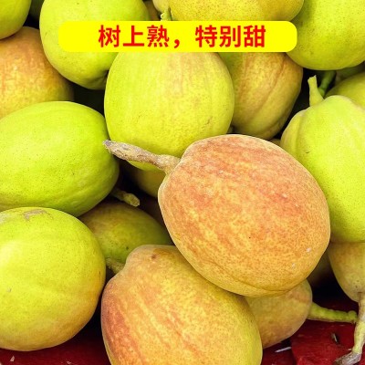 正宗新疆库尔勒香梨特级新鲜应季孕妇水果整箱梨子新鲜8斤 顺丰