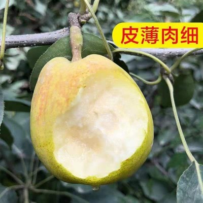【爆甜多汁】香梨新疆香酥梨新鲜水果整箱批发