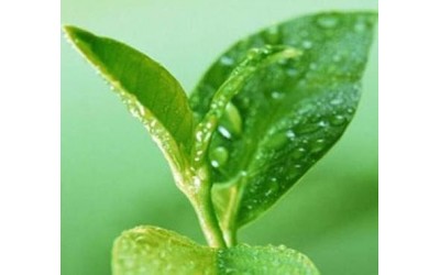茶叶】 茶叶诚邀加盟