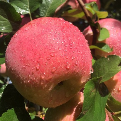 新疆阿克苏小甜心冰糖心苹果 新鲜水果