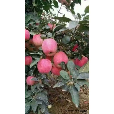 山东红星苹果今日价格