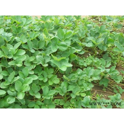 小白草莓苗