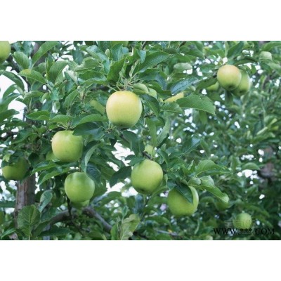 大量供应山东金帅苹果