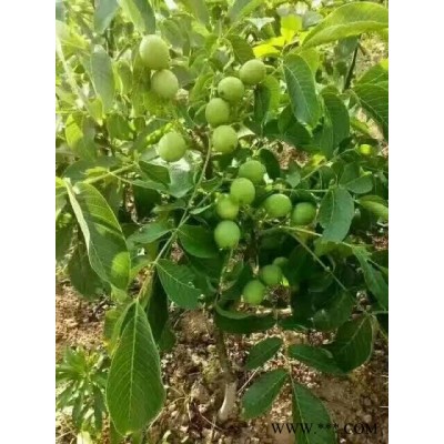 供应优质核桃苗、山西核桃苗、核桃苗种植技术