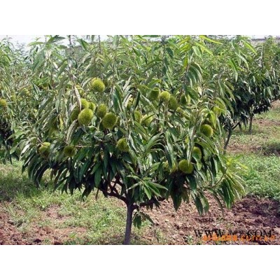 供应板栗树苗/山东板栗树苗/板栗树苗价格/板栗树苗品种