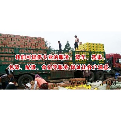 山东西瓜批发价格周转价格西瓜哪里便宜