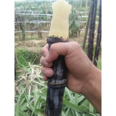 广东清远市黑皮甘蔗种植农户