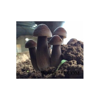 金珠满江_北京金珠满江_金珠满江生物科技