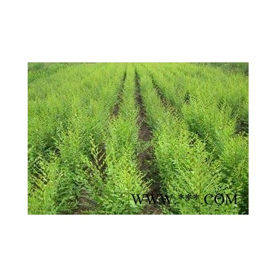 文冠果茶文冠果芽茶叶茶厂家批发