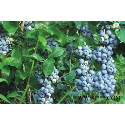 富甲蓝莓/大连蓝莓/丹东蓝莓酒