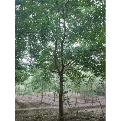 供应精品乌桕8公分10公分12公分15公分18公分乌桕较新价格