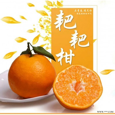 蒲江春见耙耙柑丑柑新鲜采摘现货发售 包邮）