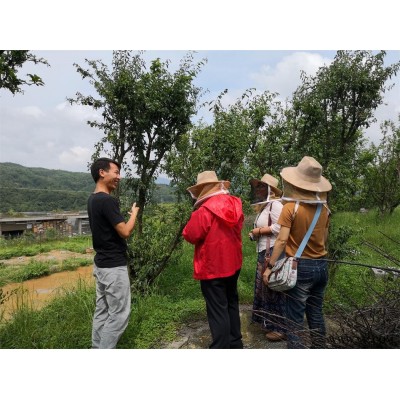 云南绿光蜜蜂中蜂禄劝保种养殖基地 我们这里有较好的中蜂，较优质的养蜂技术