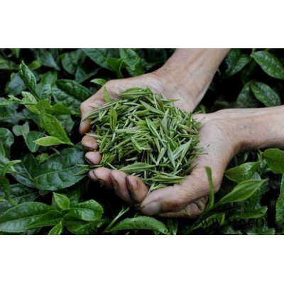 批发湖北特产瀑泉绿茶扁芽雀舌常年供应