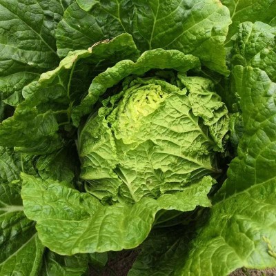新鲜蔬菜大白菜黄心 农家自种时令绿色蔬菜应季现货青菜整颗批发