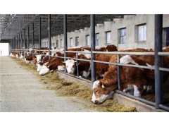 内蒙古兴安盟科右前旗：肉牛养殖拓宽农牧民致富路