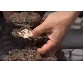 养殖户养殖生蚝，总结出一套新技术，养出的生蚝存活率高卖价好！
