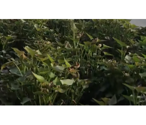 种植红薯有技巧，“独特育苗+独特栽培”，掌握这几点高产很轻松