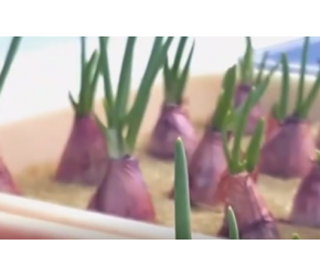 农业种植，洋葱种植全过程，每一步都有学问！