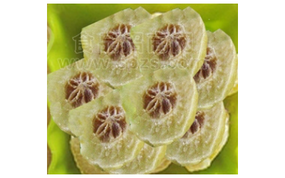 水果干/库尔勒香梨片/新疆正宗美味原生态香梨片（纯原味）/代理