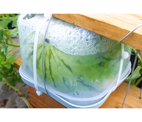 方形西瓜种植技术