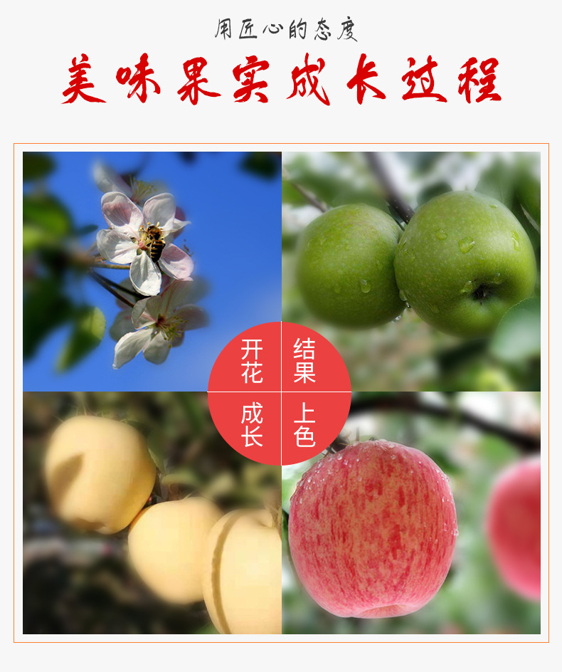 苹果_06
