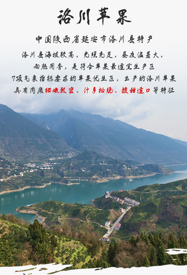 苹果_04