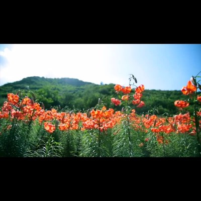 甘肃兰州特产米家山大片新货甜百合干罐装食用厂家批发