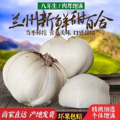 兰州鲜百合500g兰州新鲜百合1斤约9个农家自产食用甜百合支持批发