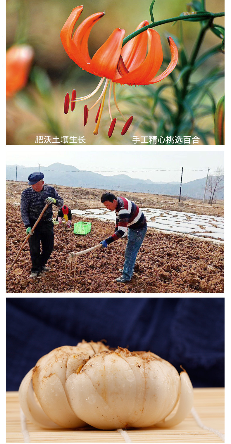 小三头皇详情页_03.jpg