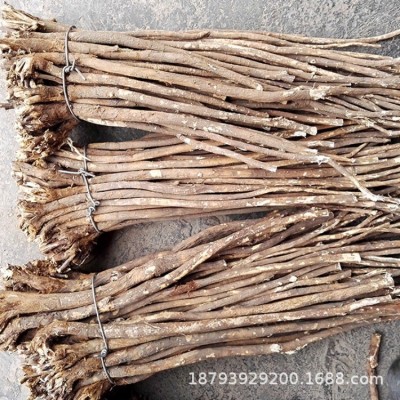 甘肃红芪整条发货多年生长产地批发红芪大条非黄芪500g