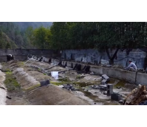 拆掉改建荒废整整5年的石蛙养殖场，尝试一直想做的流量农业模式