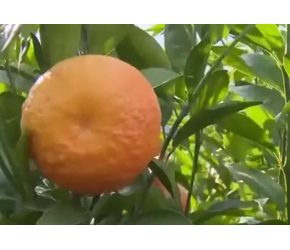 从零开始学习种植技术，夫妻俩几年的付出终于有了回报