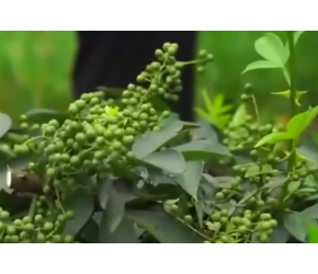 技术员们在小伙的基地里学习交流，指导农户种植青花椒