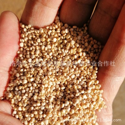 批发零售25KG包装格藜1号白藜麦 孕妇宝宝辅食青海高原藜麦
