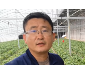 无土栽培草莓有啥好？产量品质区别很大
