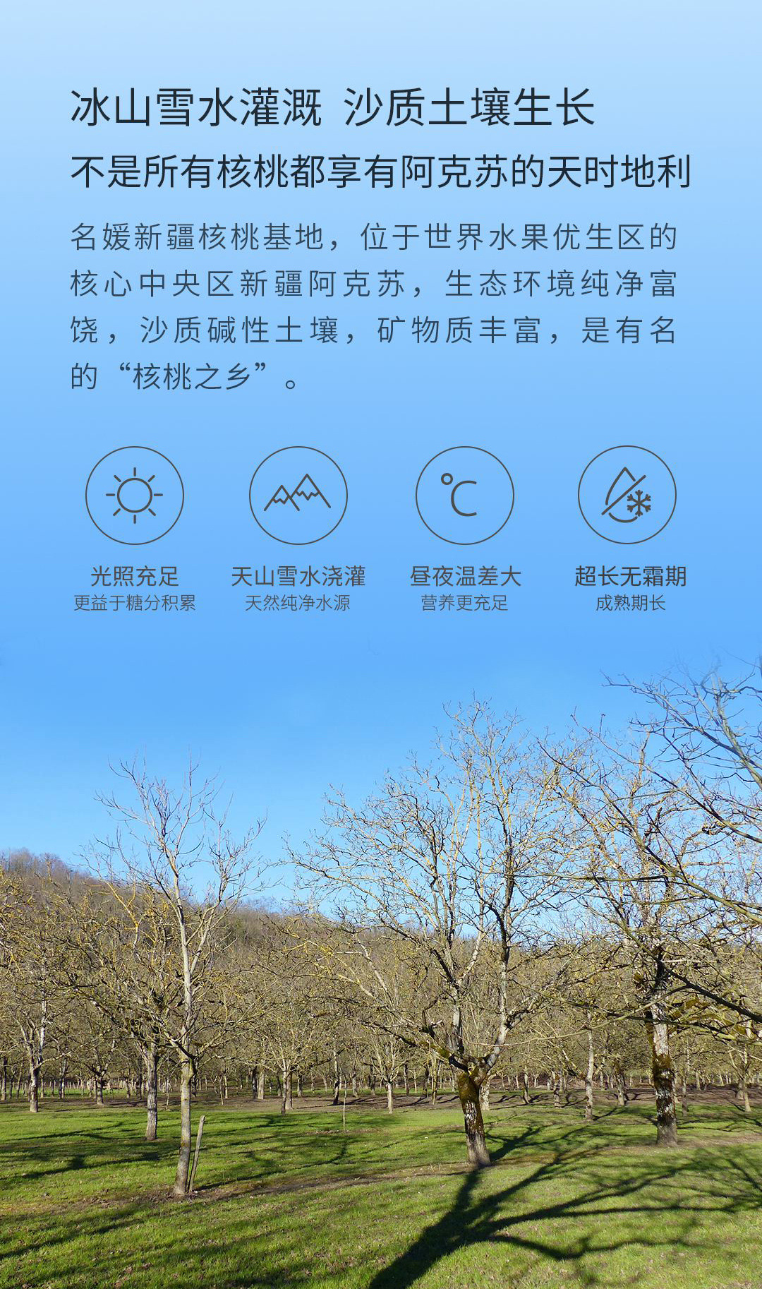 新疆薄皮核桃详情页_04.jpg