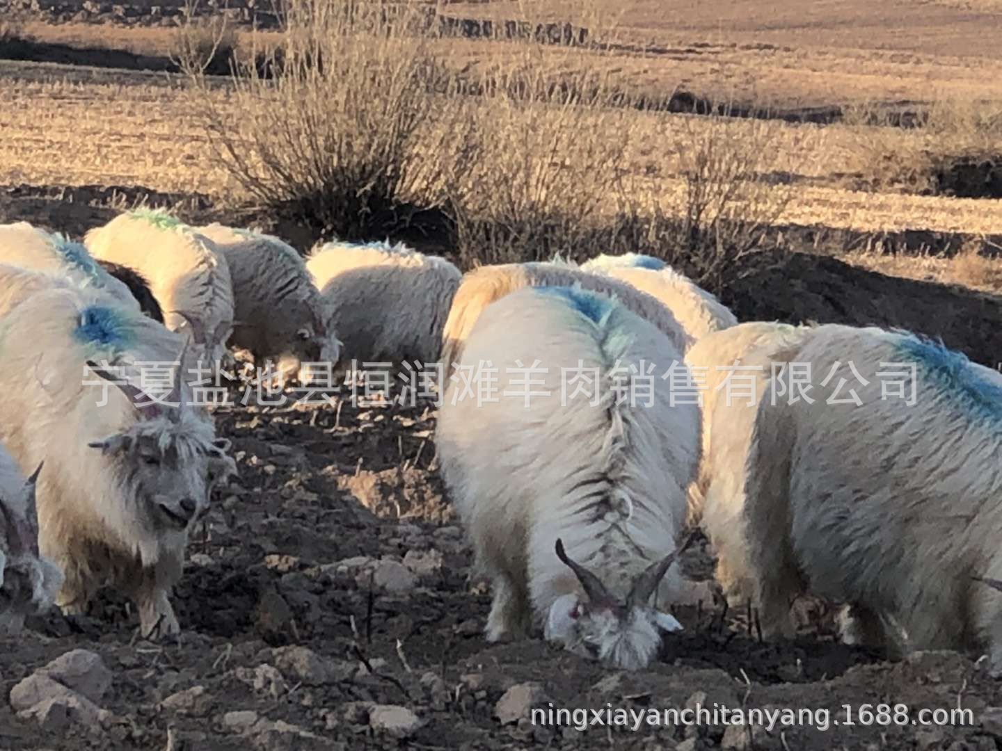 QQ图片20190328093837