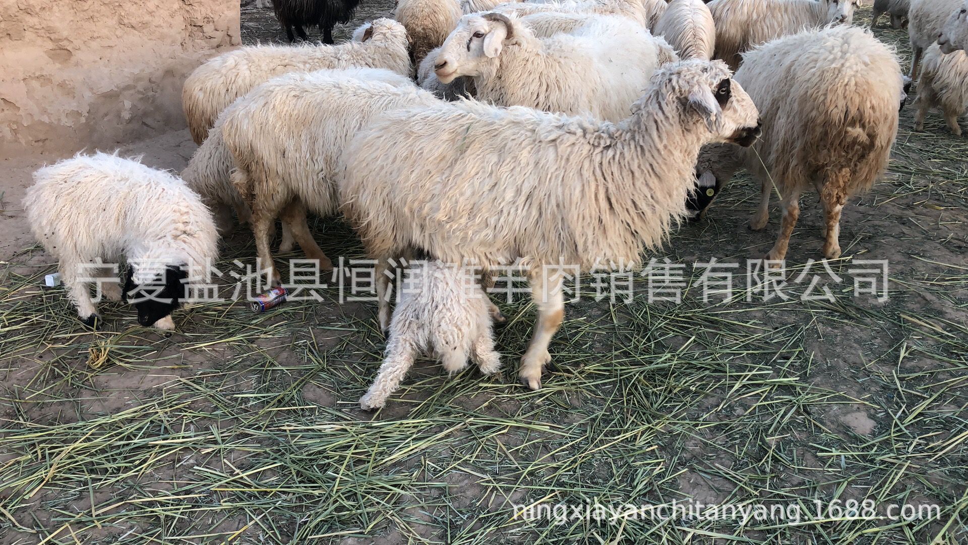 QQ图片20190328093820