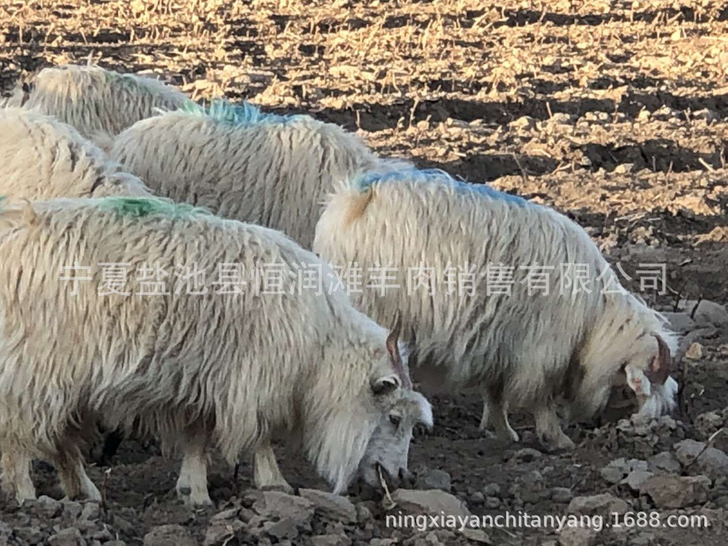QQ图片20190328093858
