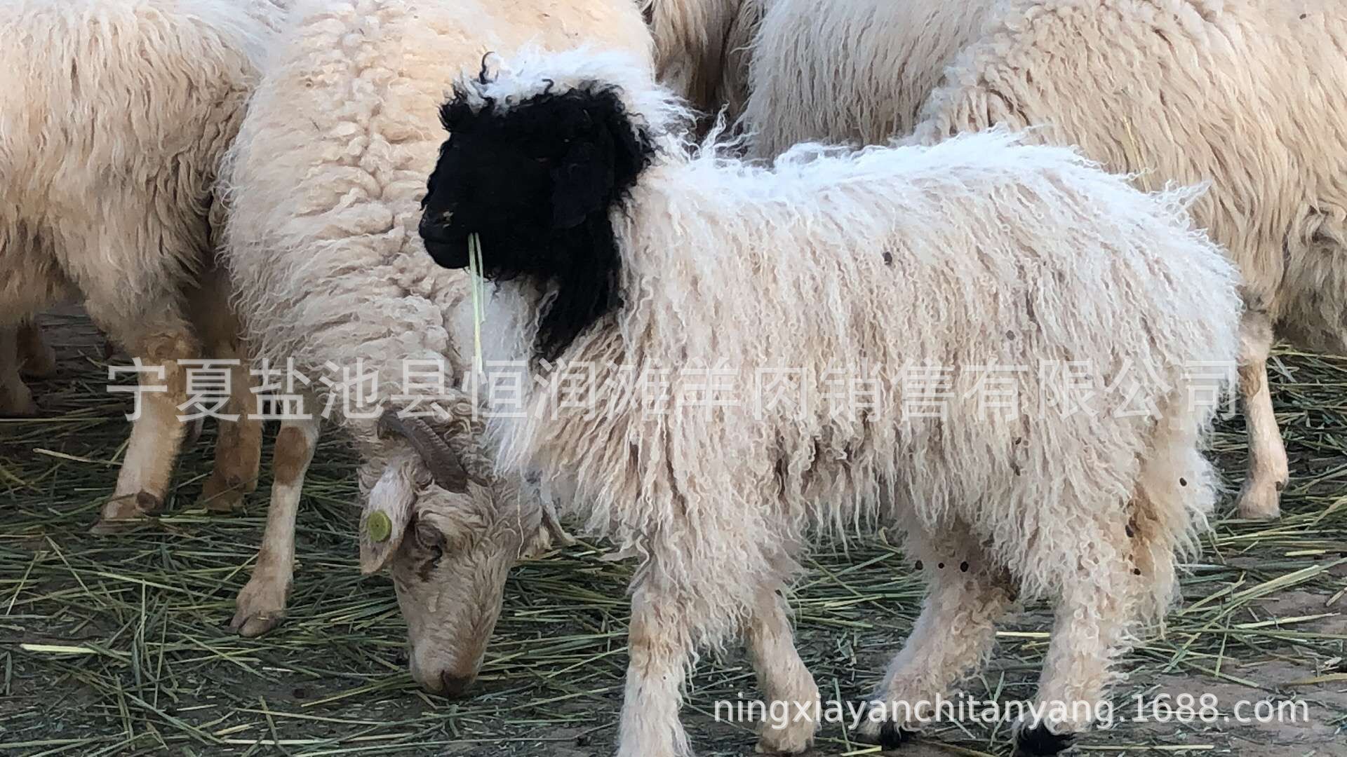 QQ图片20180425190606