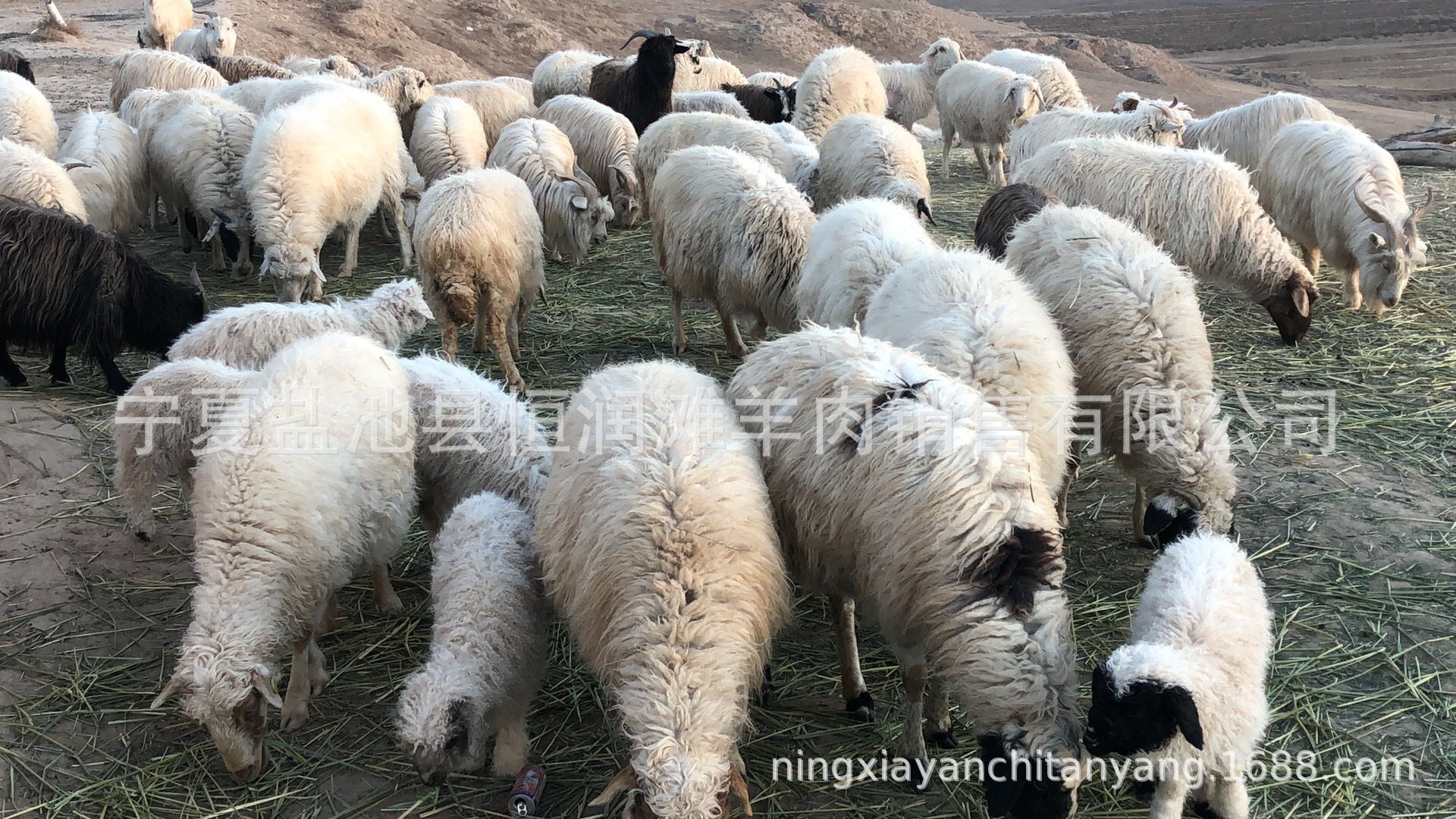 QQ图片20190328093741