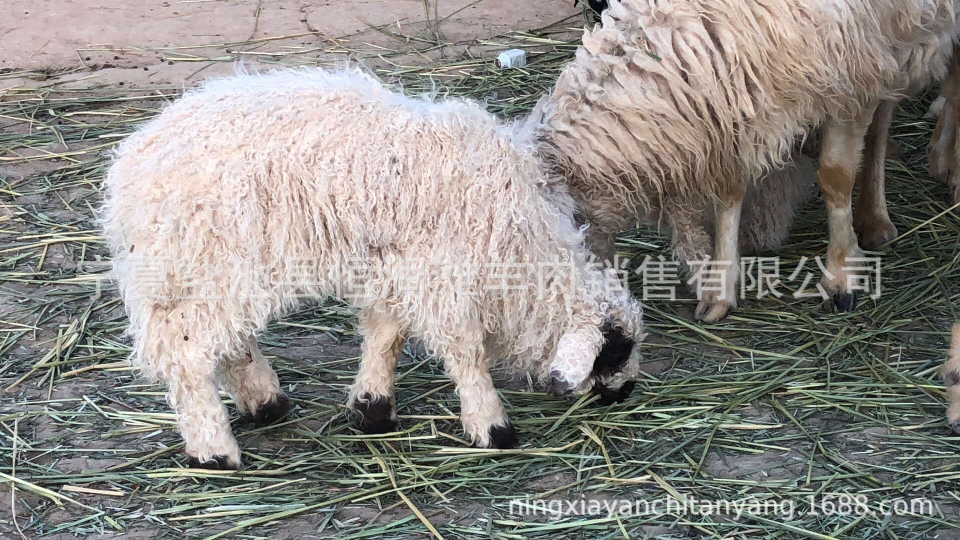 QQ图片20190328093816