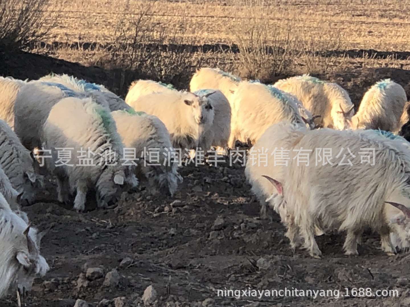 QQ图片20190328093845