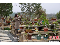 湖北京山：对节白蜡成“致富树” 打造产业示范带